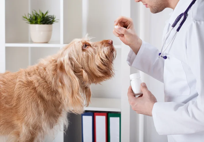 Mjek veterinar duke i dhënë ilaç një qeni